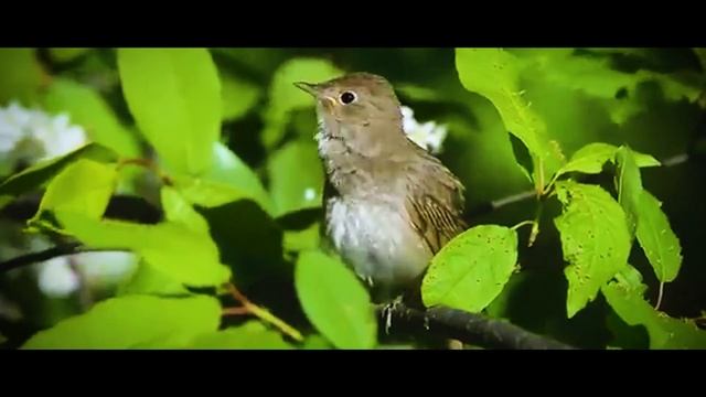 Эш беткэч уйнарга ярый смотреть онлайн