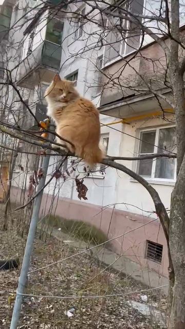 Суровые подмосковные скворцы!