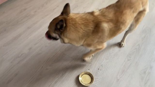 Мыр лечится. Марта с Машей и последние солнечные дни.