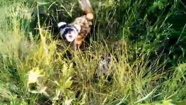 Неожиданная встреча 🐶 смотреть онлайн