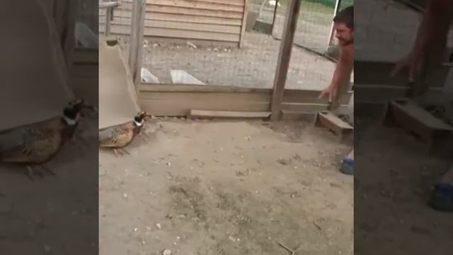 4 августа 2017 г. смотреть онлайн