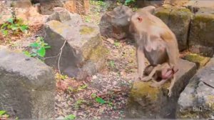 Как макаки обращаются со своими новорожденными детёнышами?   1000040881.mp4