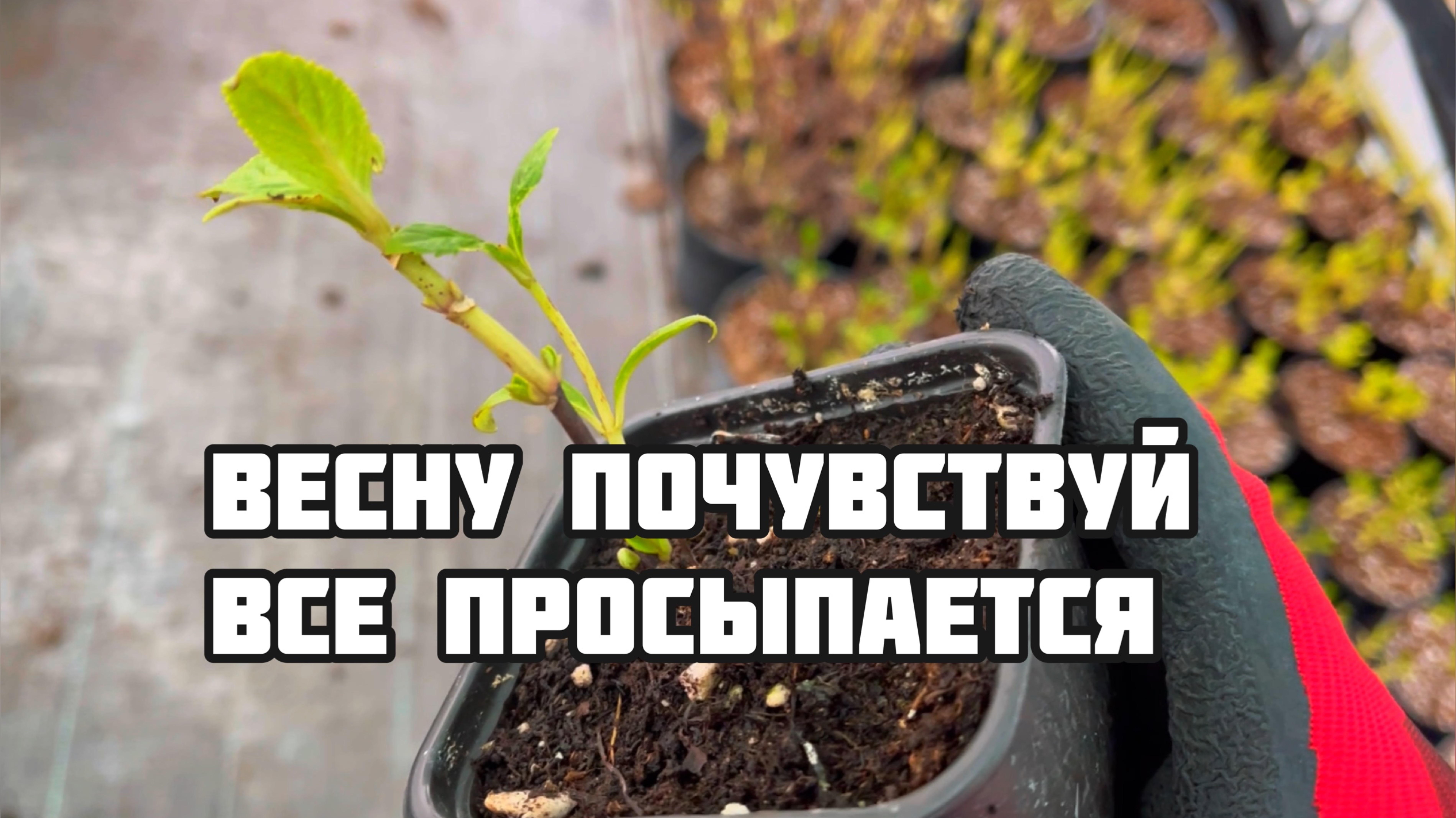 Каталог с ценами, март 2025 Воронеж.