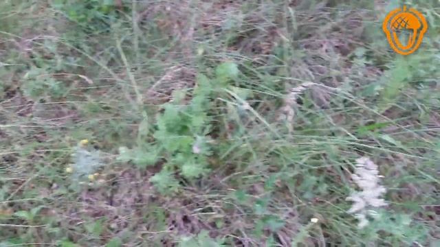 Перші паростки дубів у посадці діброви смотреть онлайн