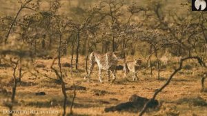 Сура Аль-Маида (Трапеза), Мишари Рашид, Сура 5