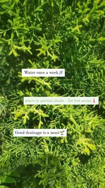 3 Tips📝 for golden cypress🌱 #shorts #plantshorts #plants смотреть онлайн