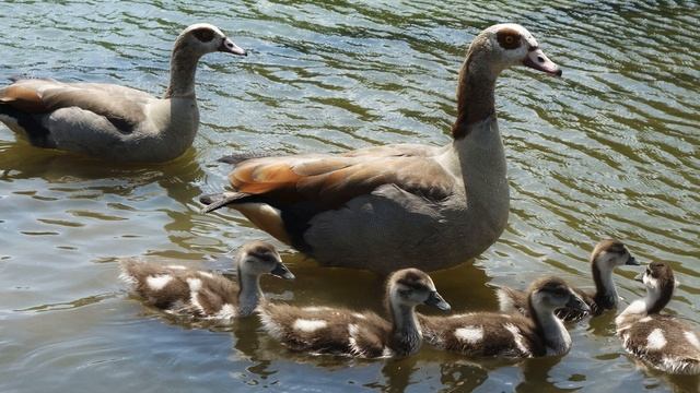 Птицы. Голос египетского гуся. Звуки природы смотреть онлайн