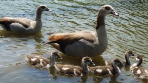 Птицы. Голос египетского гуся. Звуки природы