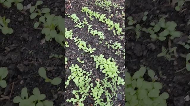 15мая,высадила часть томатов,пока не вижу результатов от борматухи!)#весна #природа #теплица#влог # смотреть онлайн