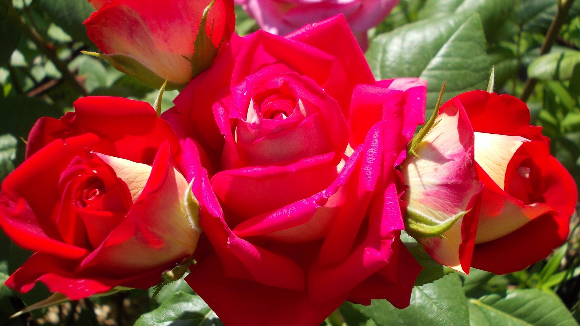 Город, в платье из роз *