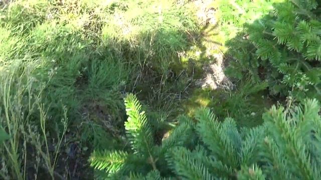 16047 Пихта Нордмана в горшке 1.00 – 1.20 м смотреть онлайн