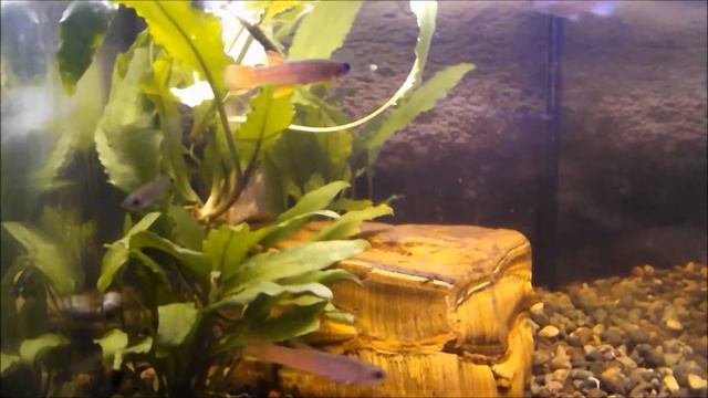 Aphyosemion striatum смотреть онлайн