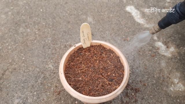 Daisy Flower के बीज ऐसे लगाएं | डैजी के बीज कैसे लगाएं | How To Grow Daisy | Winter Flowers смотреть онлайн