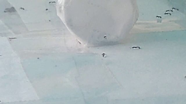 guerra de hormigas Linepithema humile vs Solenopsis latastei,2 смотреть онлайн