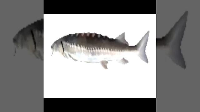 Spinning Fish Meme With Greenday Brain Stew Music Full (low Quality Sound)