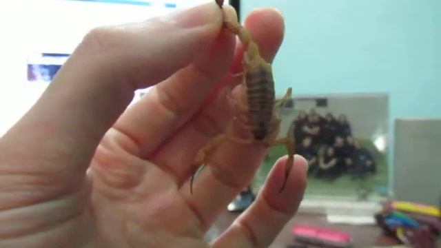 Cópia de Tityus stigmurus смотреть онлайн