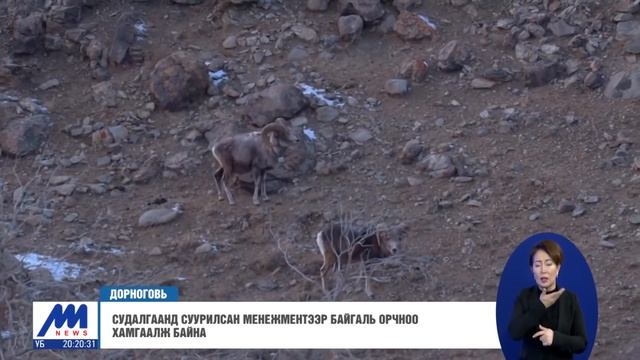 Судалгаанд суурилсан менежментээр байгаль орчноо хамгаалж байна /2021.02.06/ смотреть онлайн