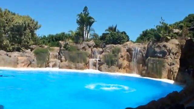 Loro parque, шоу дельфинов (2603) смотреть онлайн