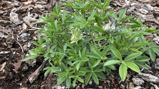 Prairie Turnip (Psoralea Esculenta) Update