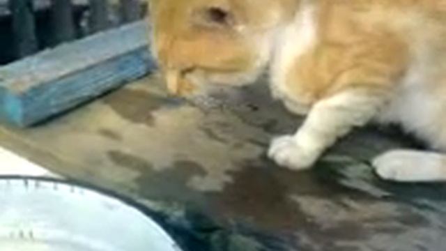 ЖОРА!!!![1].3gp смотреть онлайн