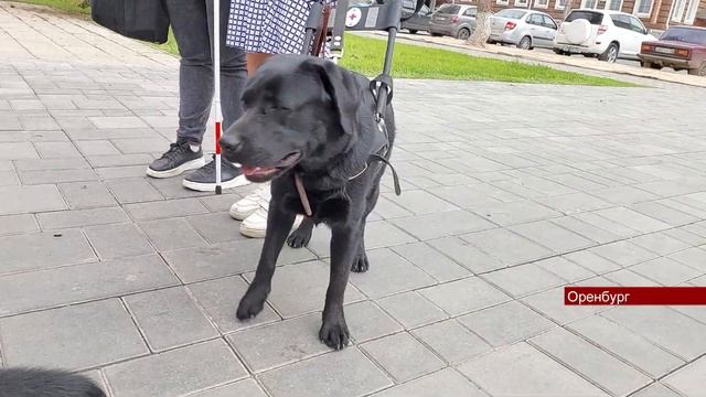 07062024 Оренбуржцев обязали регистрировать своих собак смотреть онлайн