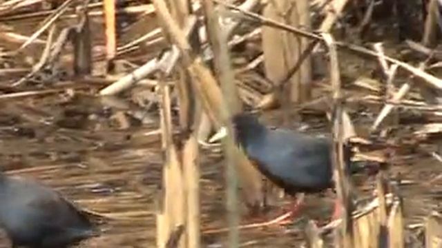 Black Crake смотреть онлайн