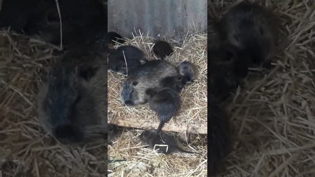 Нутрии. Малые шалуны👍 смотреть онлайн
