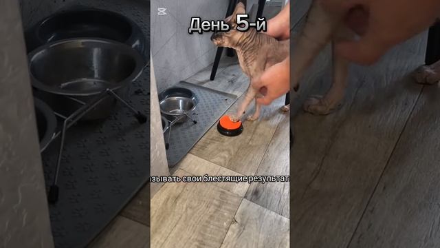 Как научить кота говорить смотреть онлайн