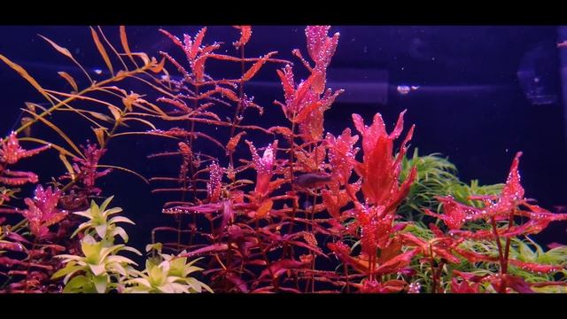 Aquatic Plant Highlight: Rotala Macandra Variegated смотреть онлайн