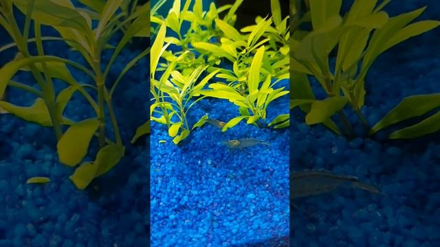 Caridina Japonica - Amano shrimp смотреть онлайн