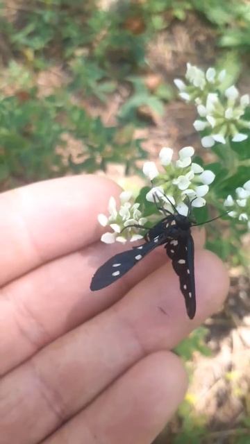 Amata Phegea - Dokuz Benekli Güve - Sarı Kemerli Güve #amataphegea смотреть онлайн