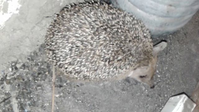 Наши коты и ёжики смотреть онлайн