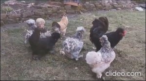 красивые курочки 2