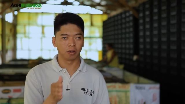 Quail farming, breeding and hatchery | Quail farming part 5 #Agribusiness смотреть онлайн