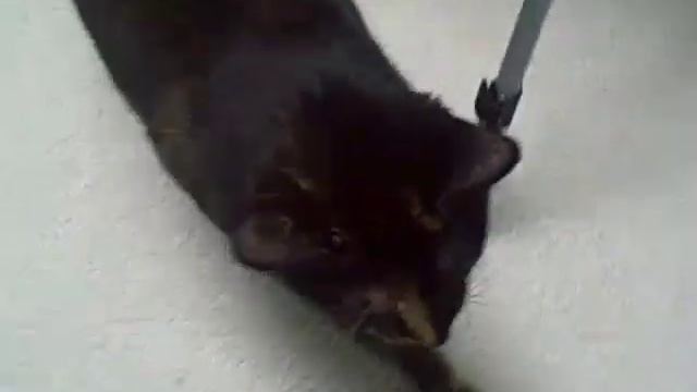 Rita's Weight Loss Journey Day 3 смотреть онлайн