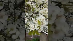 Цветение груши / как пчёлы опыляют грушу
