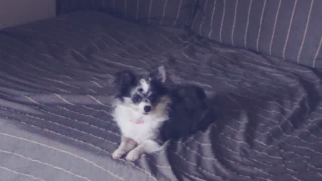 Собаки: ожидание vs реальность 🐾😅 смотреть онлайн