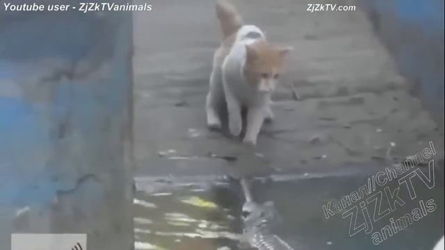 Приколы с животными №27 Fun with animals #27797 смотреть онлайн