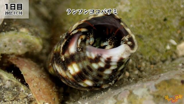 【4K】「国内希少ヤドカリ！2日連続でゲット！」超ヤドカリ紀行(4) 串本編 смотреть онлайн