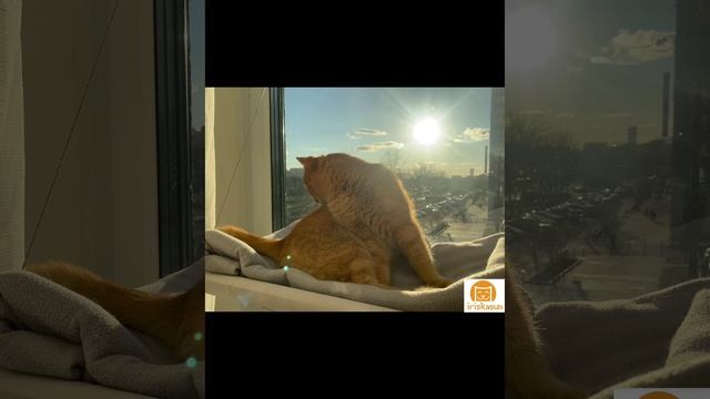 Ваши котики любят гамаки? 🤩