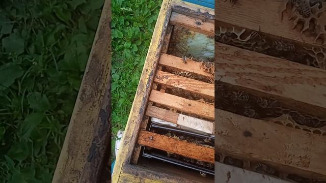 підсадка матки через ізолятор смотреть онлайн