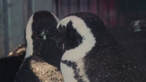 Город пингвинов 4 серия «» (документальный сериал, 2021)