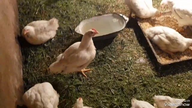 Выращивание бройлеров не профессионалами🤣🤣. Жизнь в селе. # бройлеры# выращиваниебройлеров смотреть онлайн