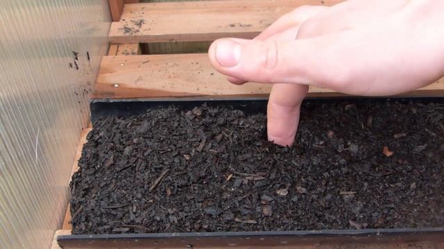 Get Growing With Early Peas