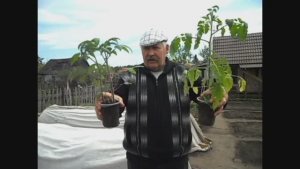 Если нужно замедлить рост рассады помидоров