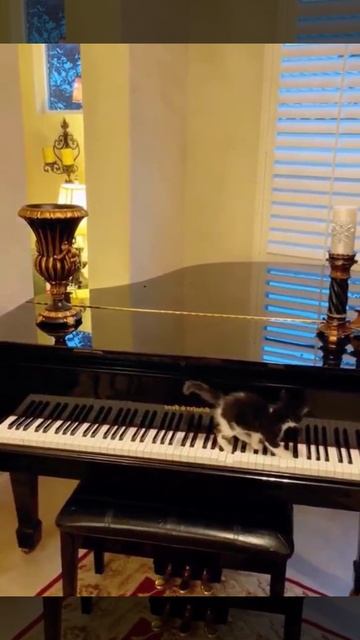 Кратко об отношениях котов и пианино смотреть онлайн