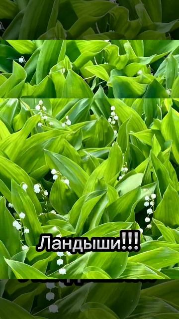 #Ландыши#зелёный#май