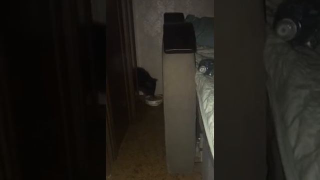 Енот Егор: первый день в новом доме смотреть онлайн