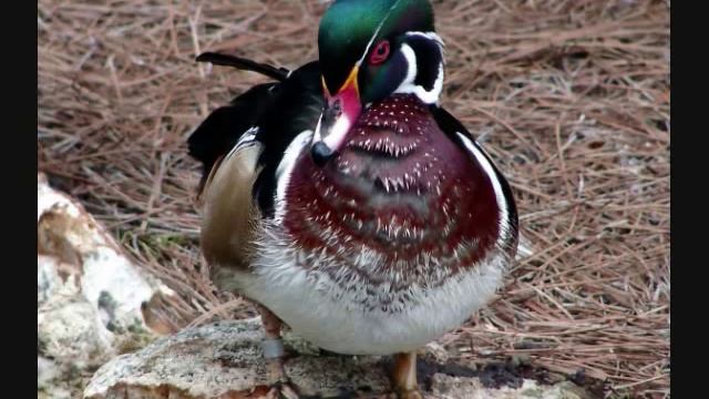 House of the Rising Sun (chipmunk version) смотреть онлайн