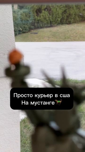 Курьер на мустанге #рек #fyp #мем #приколы #automobile смотреть онлайн